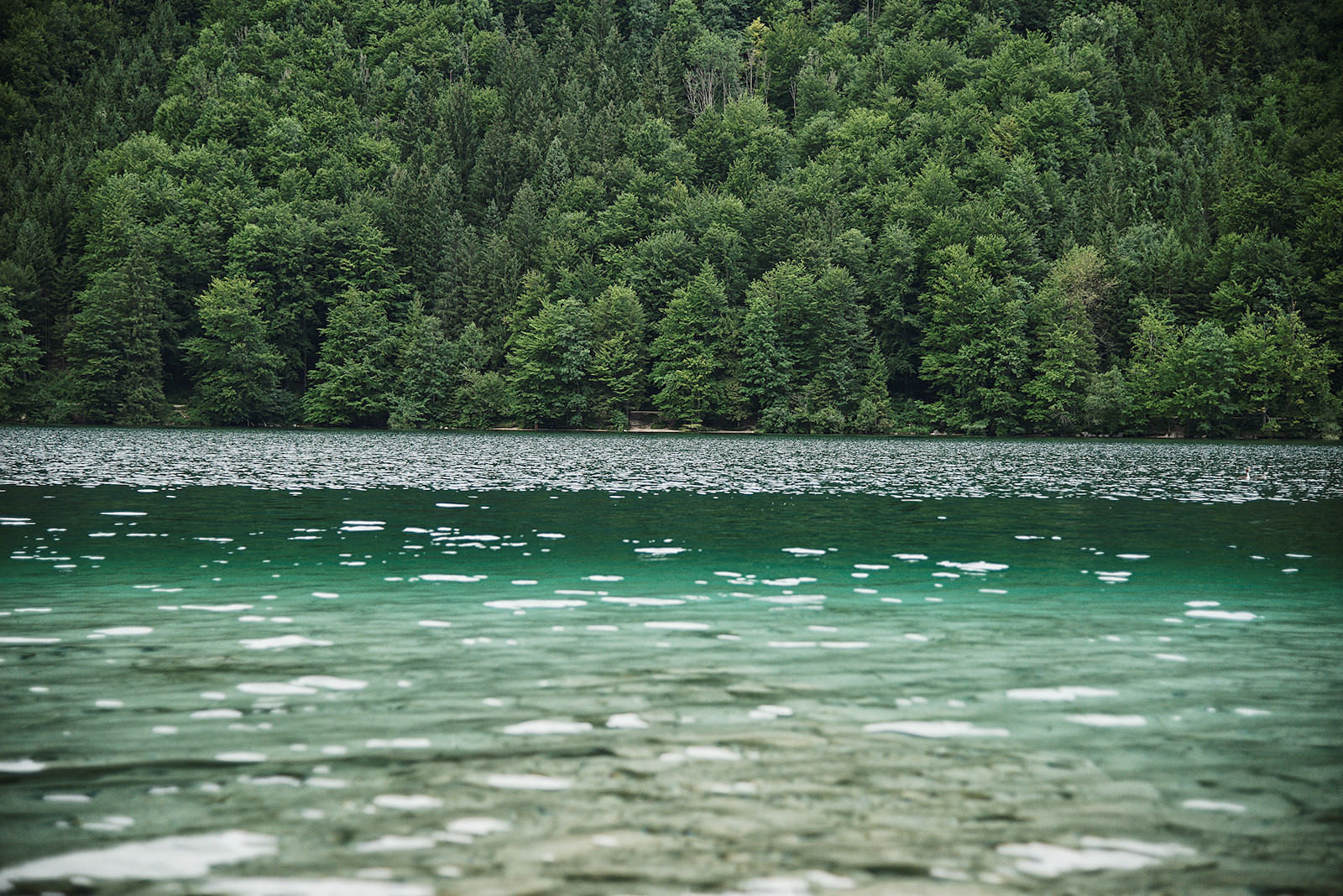 Zoom auf Nordufer des Vorderen Langbathsees