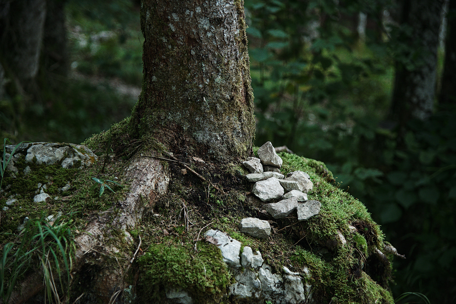 Fichte wächst auf Felsblock