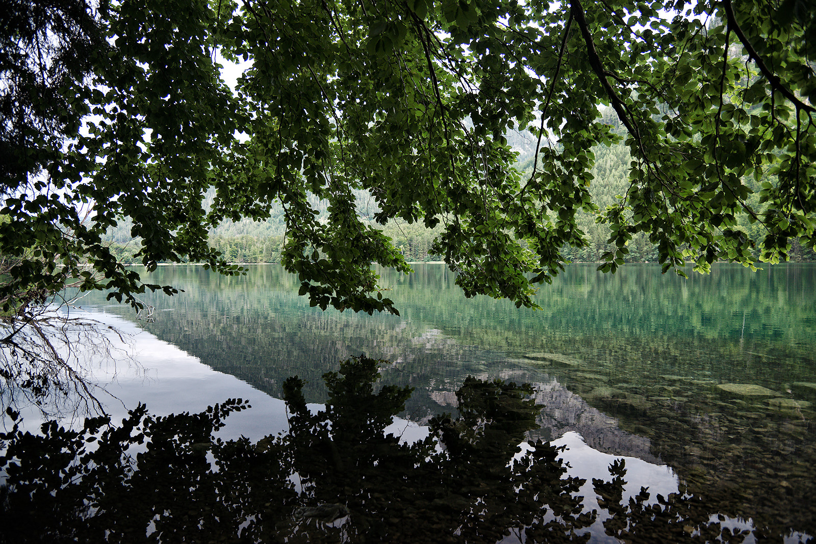 Buchen überspannen das Nordufer am Vorderen Langbathsee