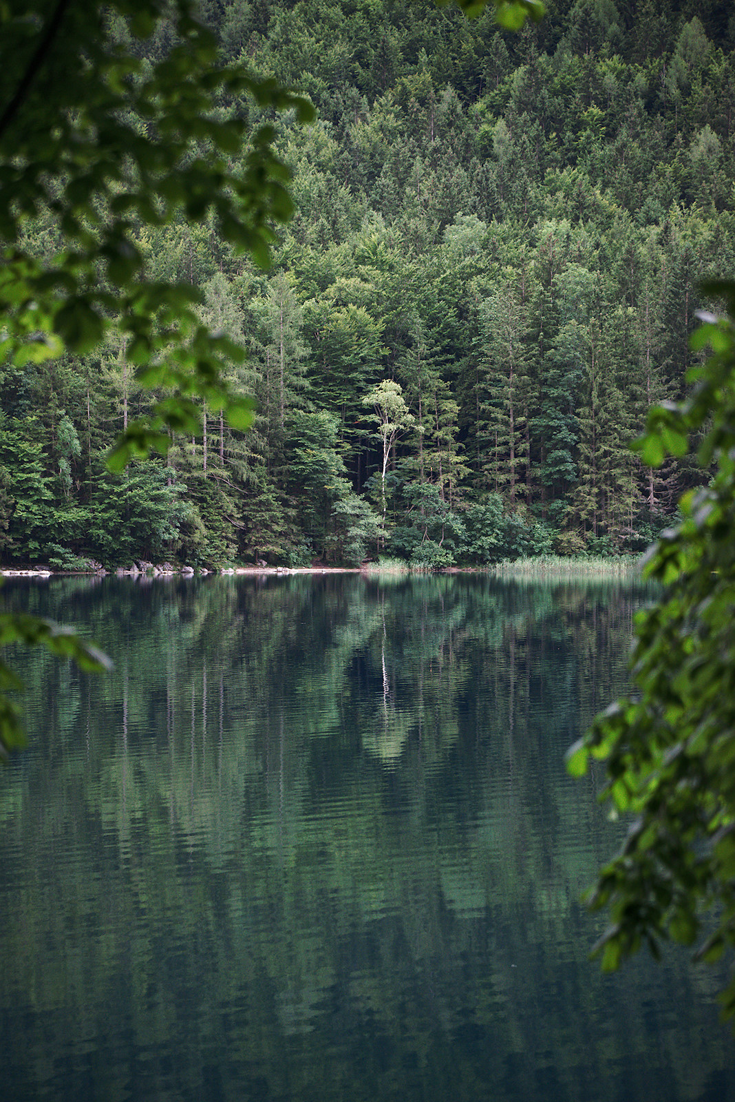 Der Wald spiegelt sich im Vorderen Langbathsee
