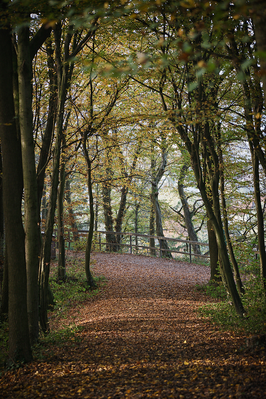 Herbstliche Allee am Panoramaweg am Mönchsberg