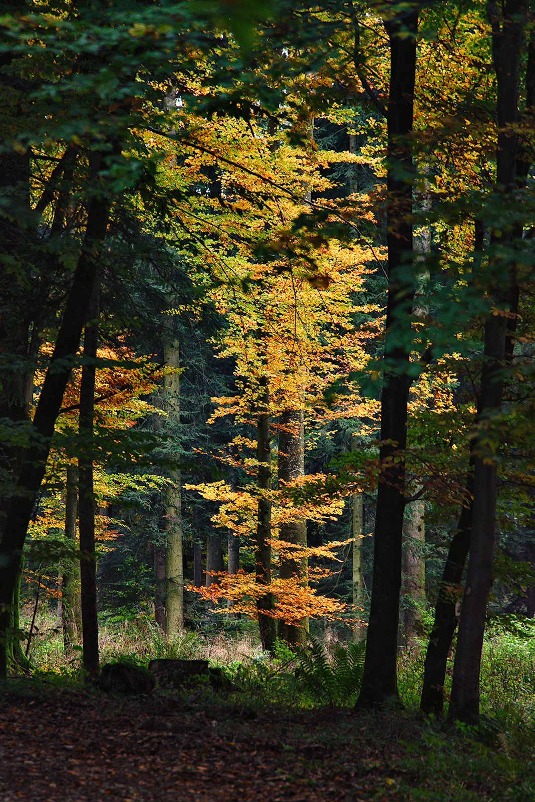 Herbst im Buchenwald