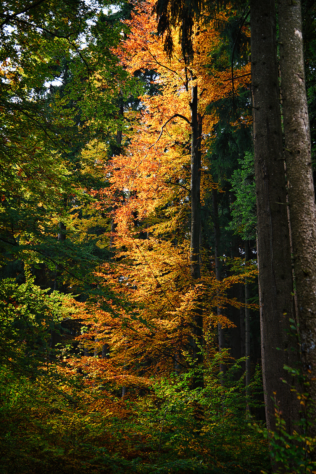 Herbst im Buchenwald