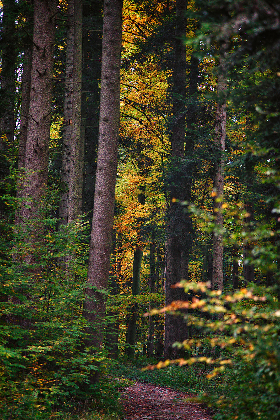 Herbst im Buchenwald
