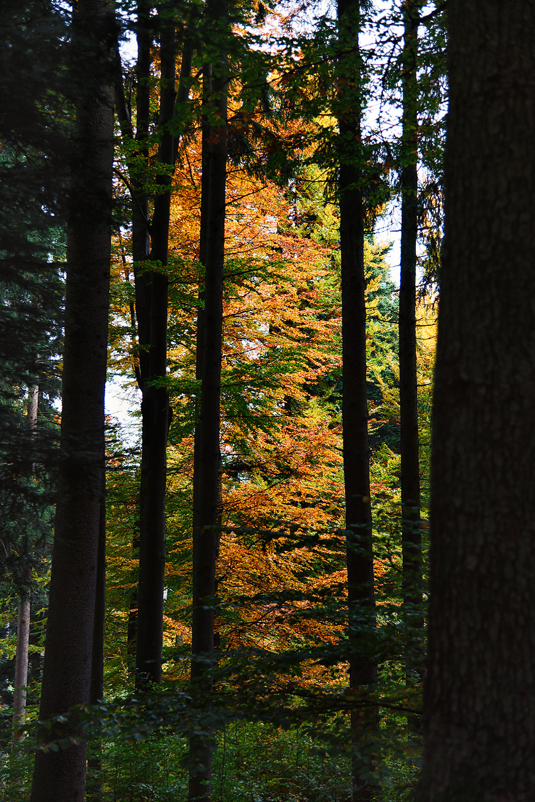 Herbst im Buchenwald