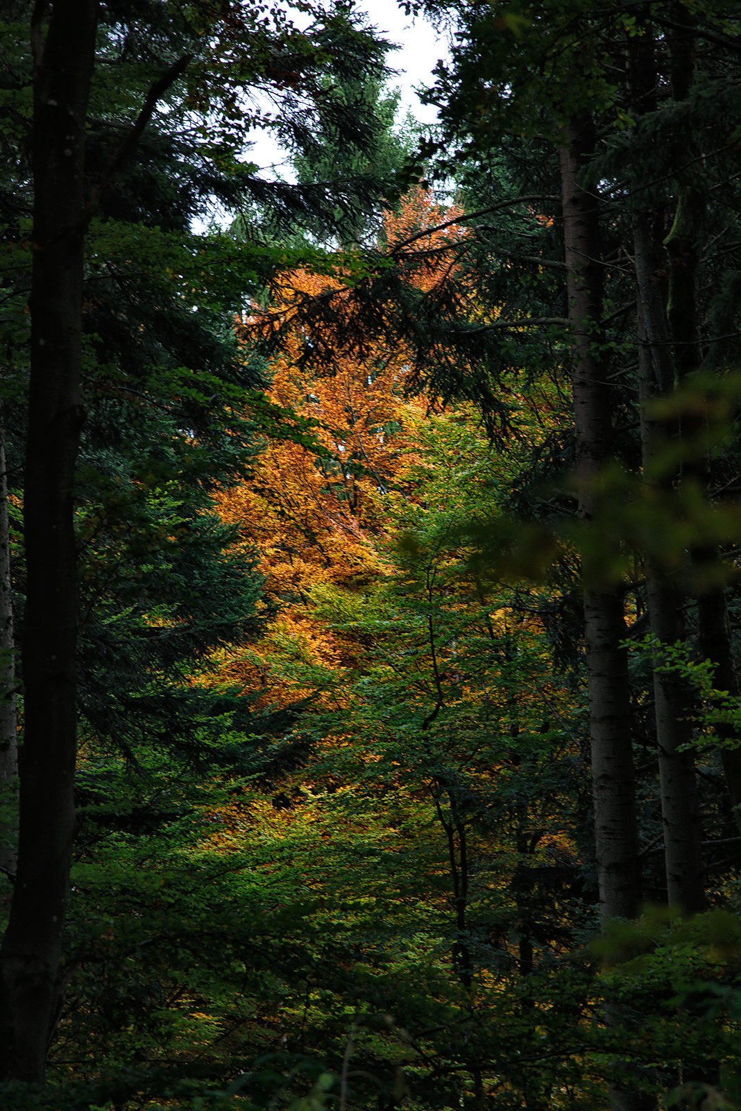 Blick in den herbstlichen Wald von der Aussichtsplattform am Buchberg