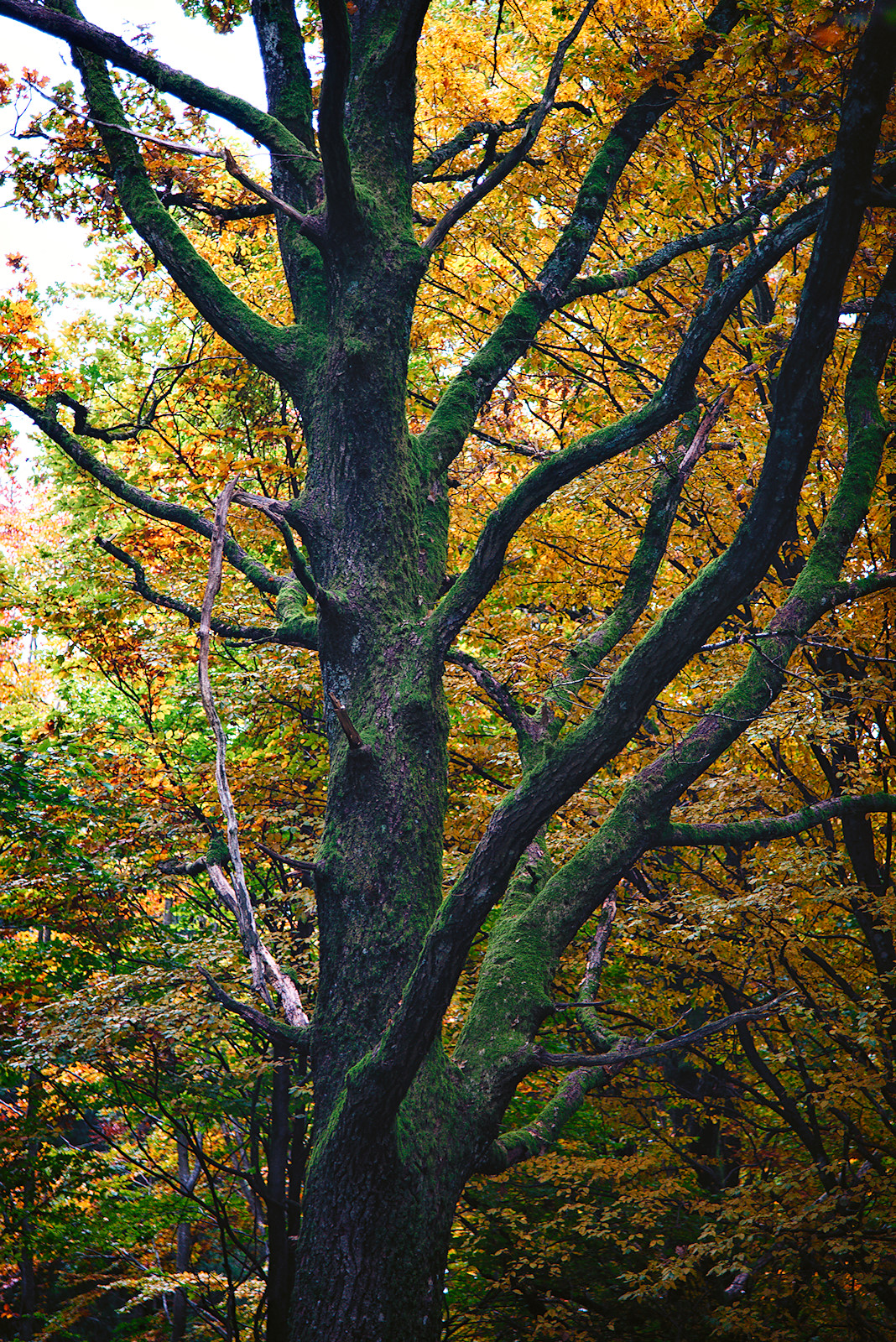 Bild einer kahlen Eiche am Buchberggipfel