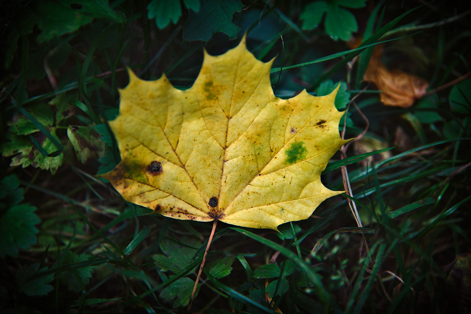 herbstlich verfärbtes Spitzahornblatt am dunklen Waldboden