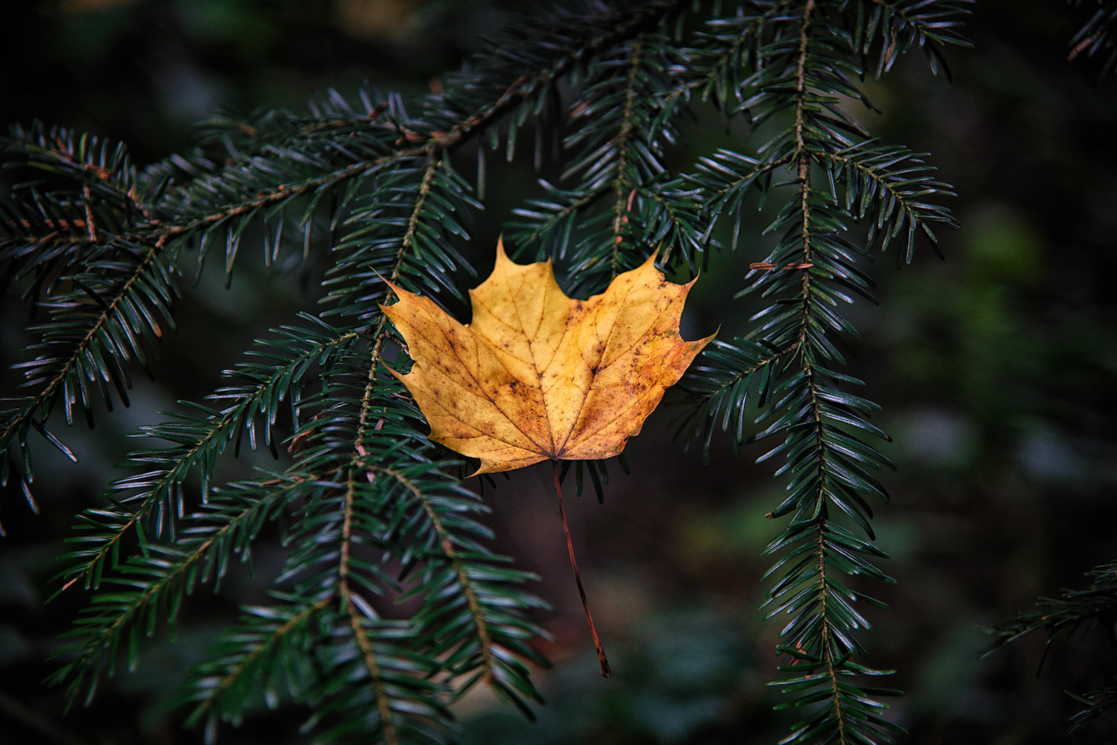 herbstlich gefärbtes Spitzahornblatt hängt auf einem Tannenzweig