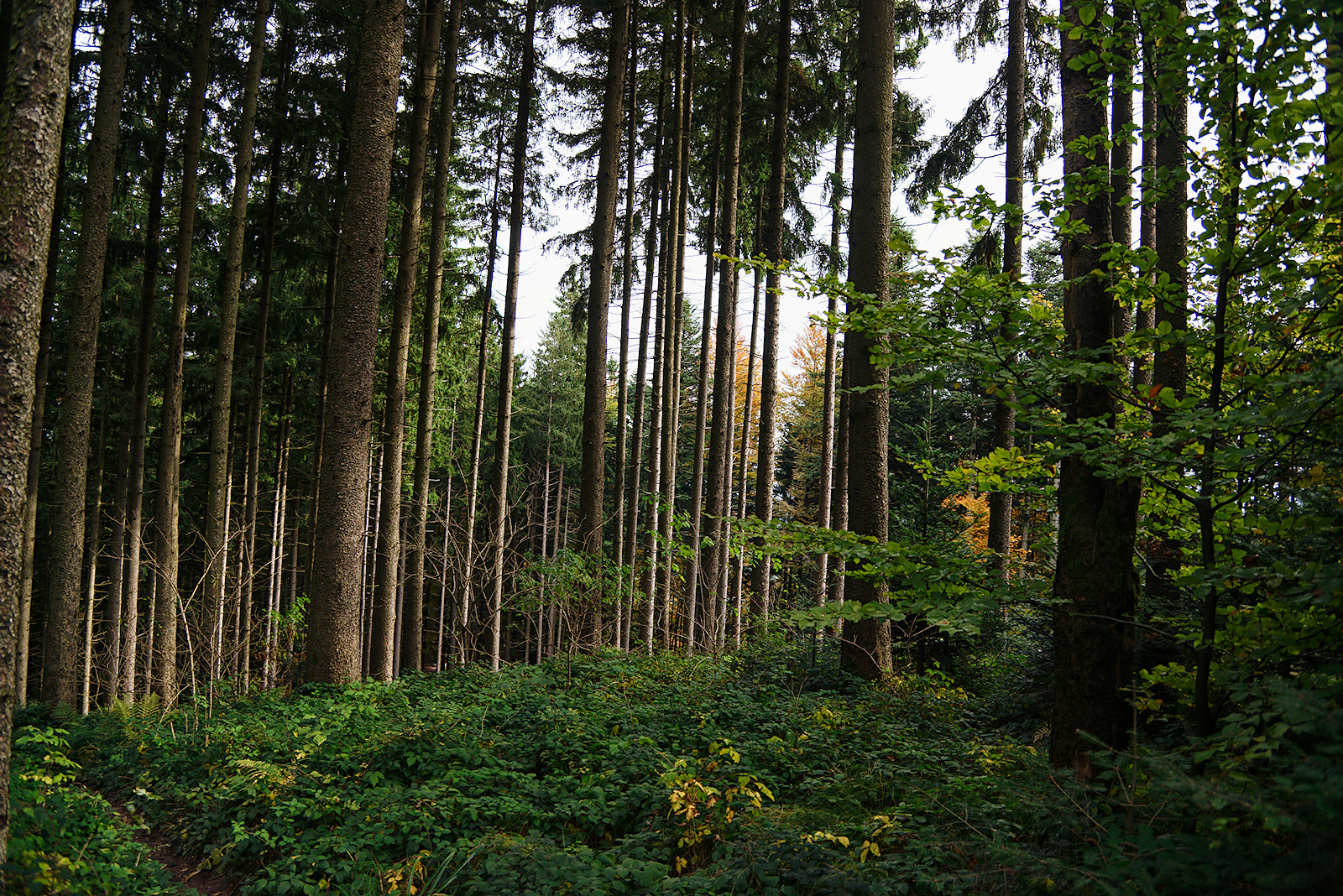 Bild einer Fichtenmonokultur am Buchberggipfel