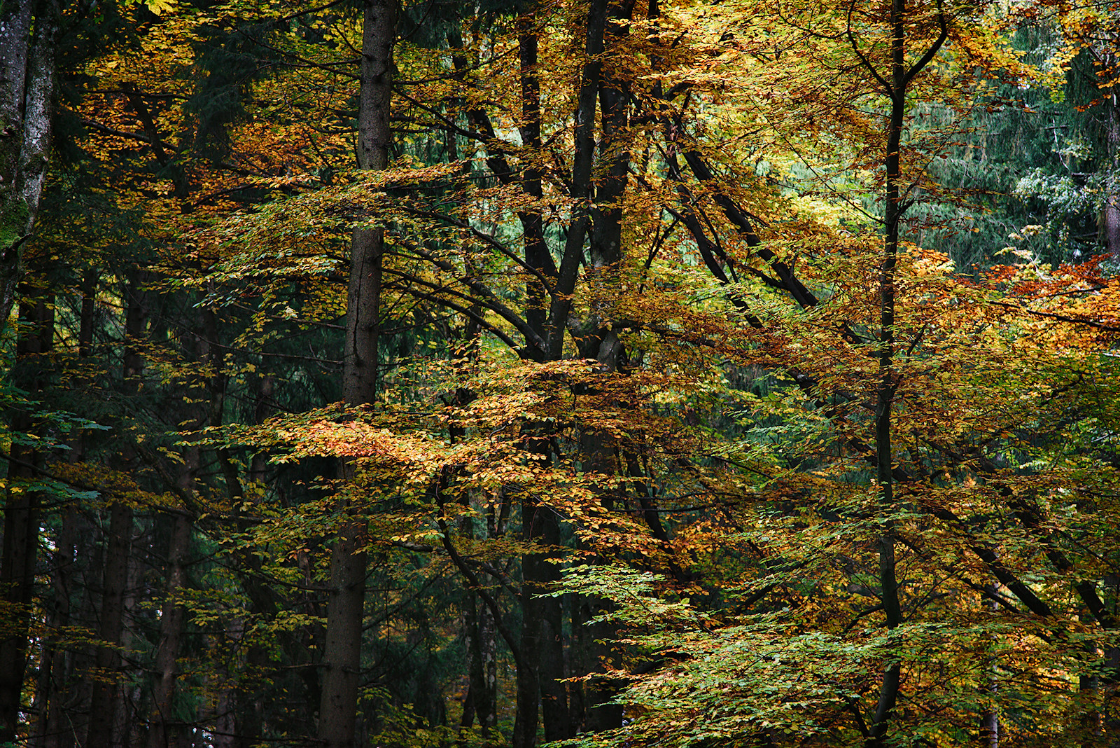 Bild eines herbstlichen Buchenmischwaldes