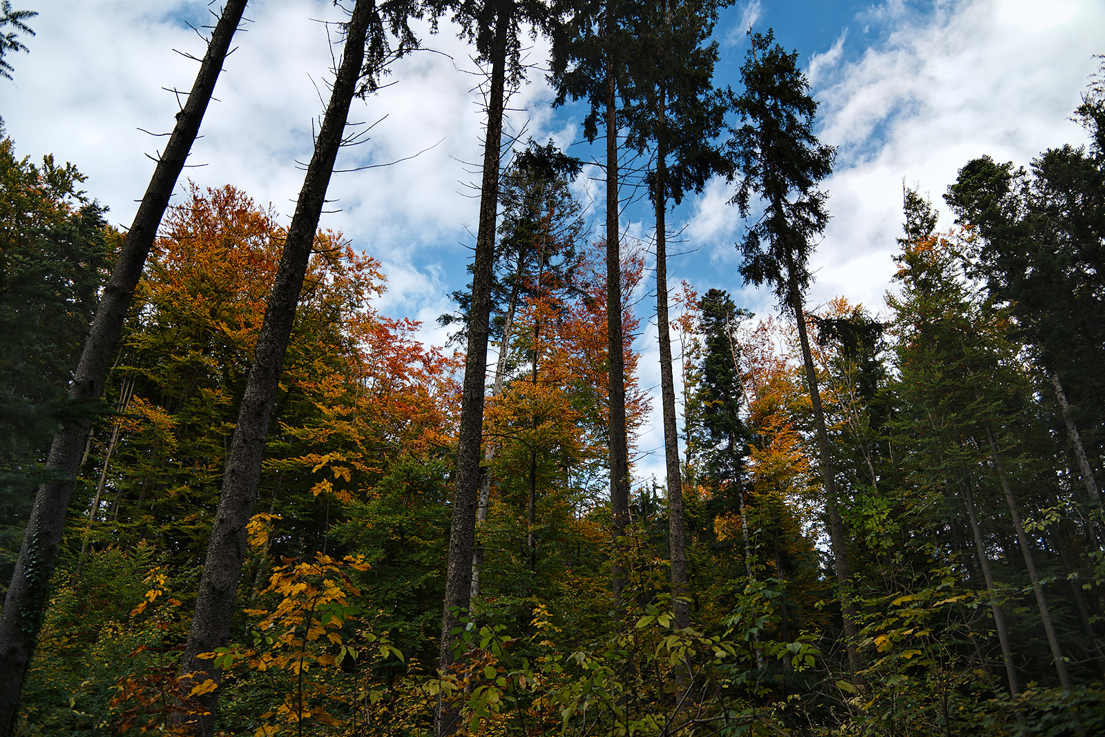 herbstlicher Wald vor aufgelockert bewölktem Himmel
