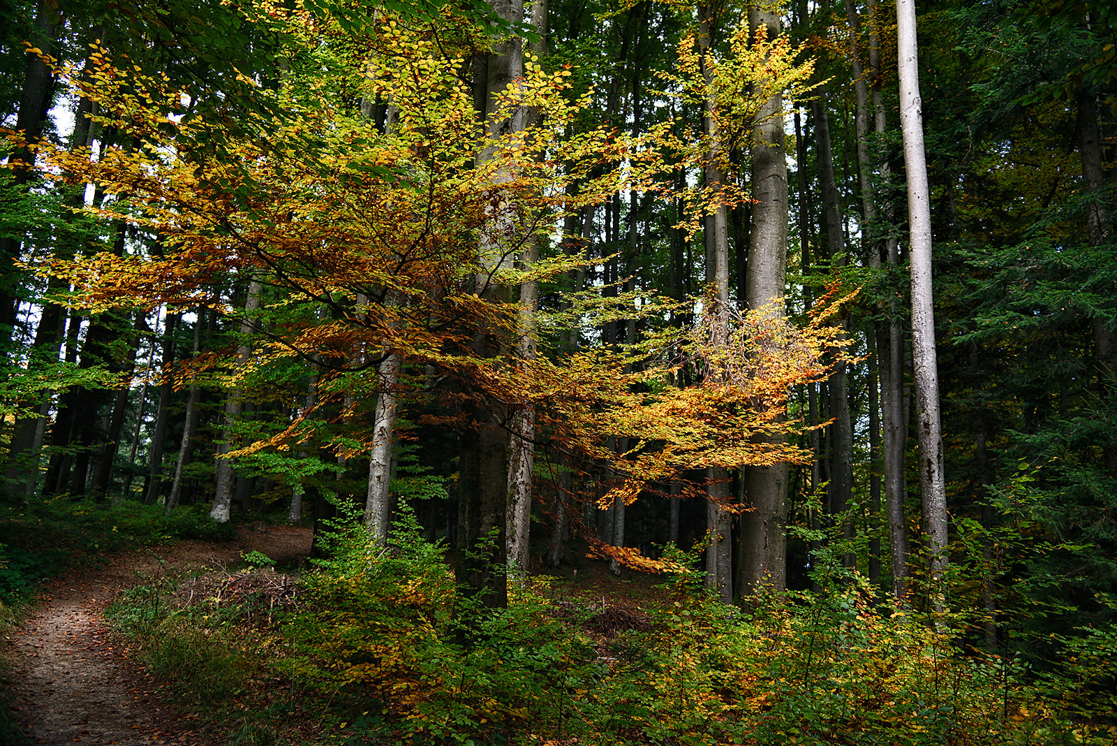 Bild einer Buche in Herbstfärbung im dichten Wald