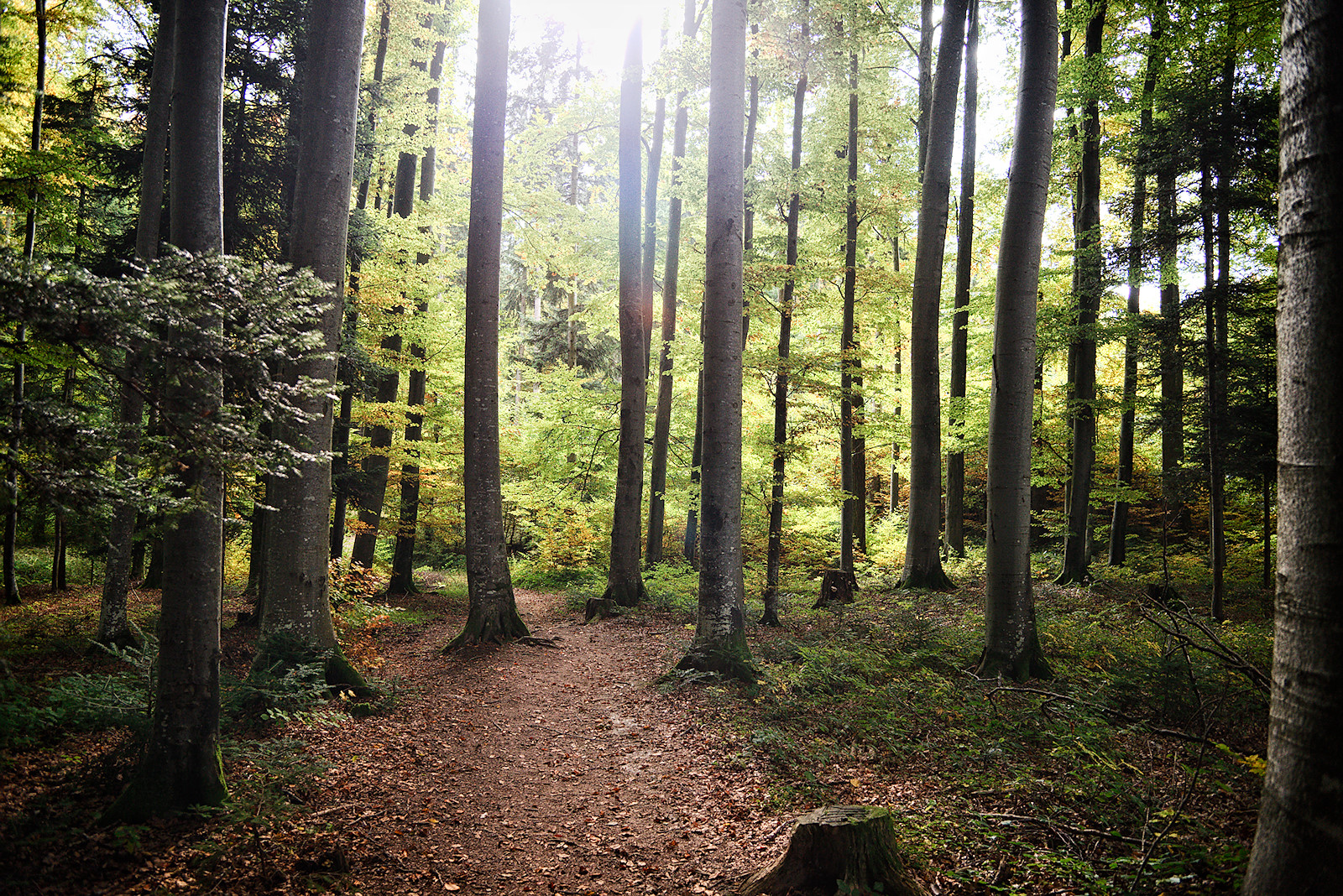 Sonnendurchfluteter herbstlicher Buchenwald im Gegenlicht