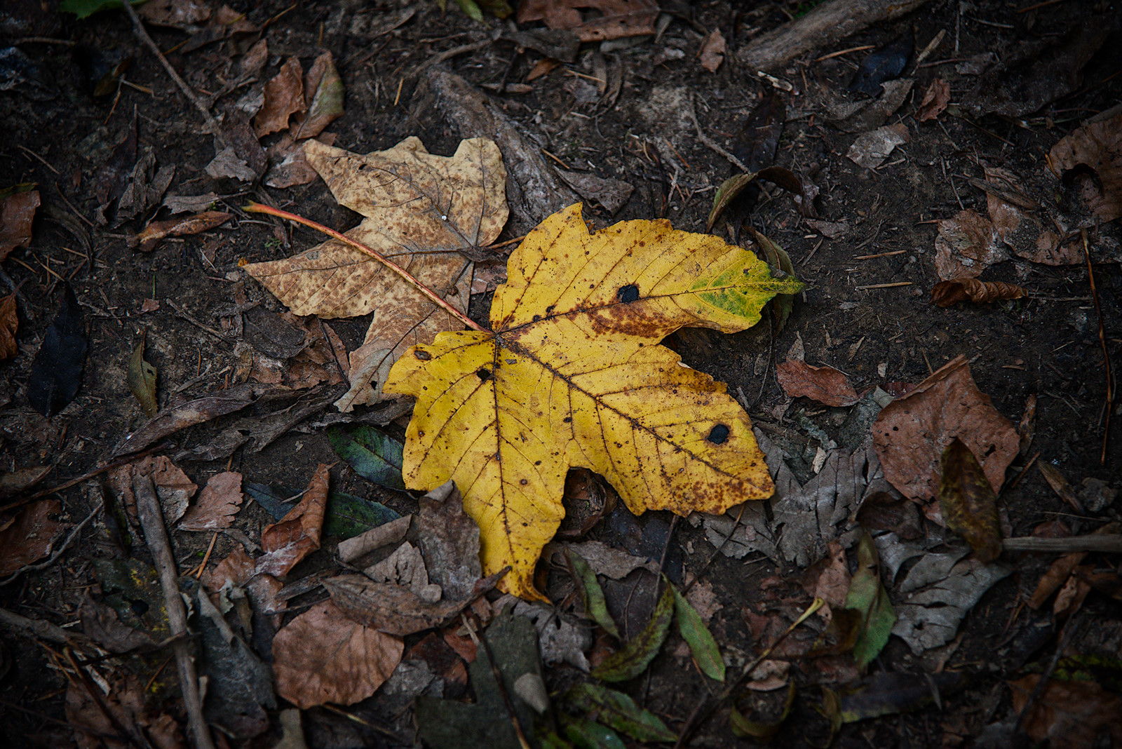herbstlich gefärbtes Bergahornblatt am Waldboden