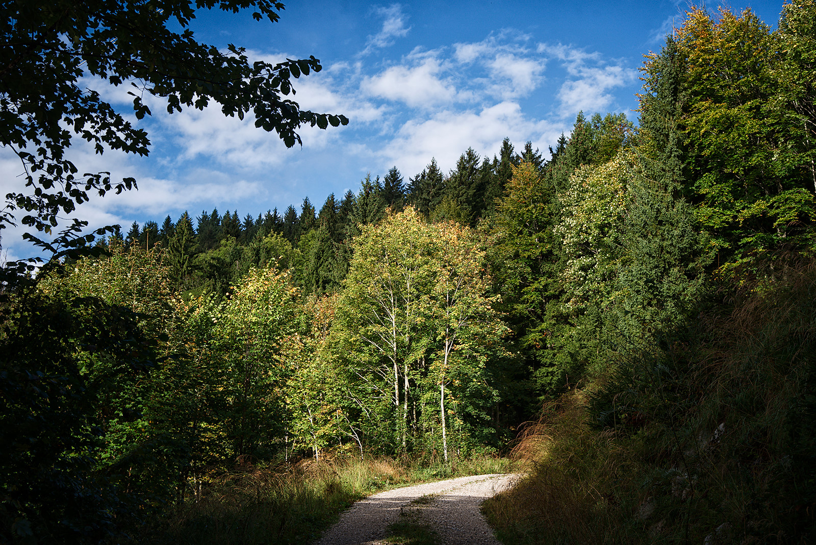 Blick von der Forststraße in Richtung Heuberggipfel