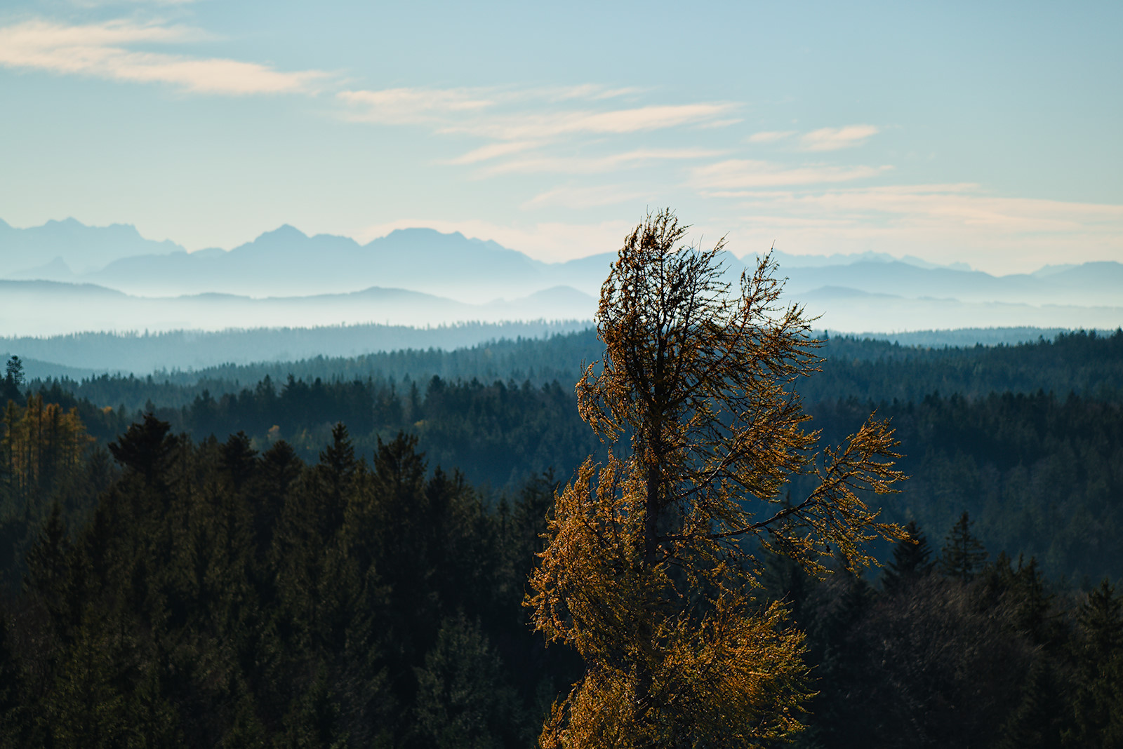 Blick von der Kobernaußerwarte auf eine fast gleich hohe, herbstlich gefärbte Lärche.