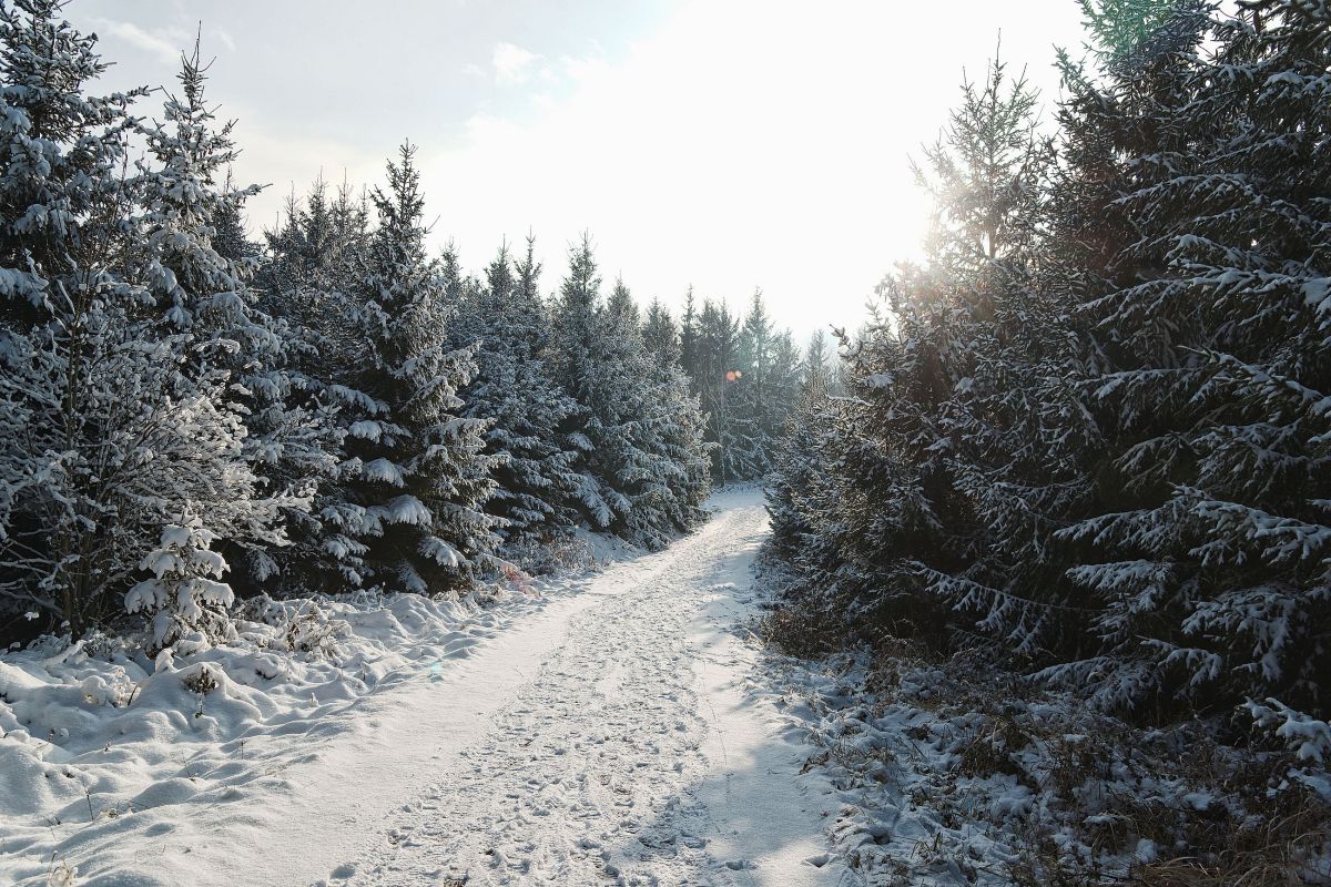 Winterwunderland am Haunsberg – Winterwandern im Salzburger Seenland