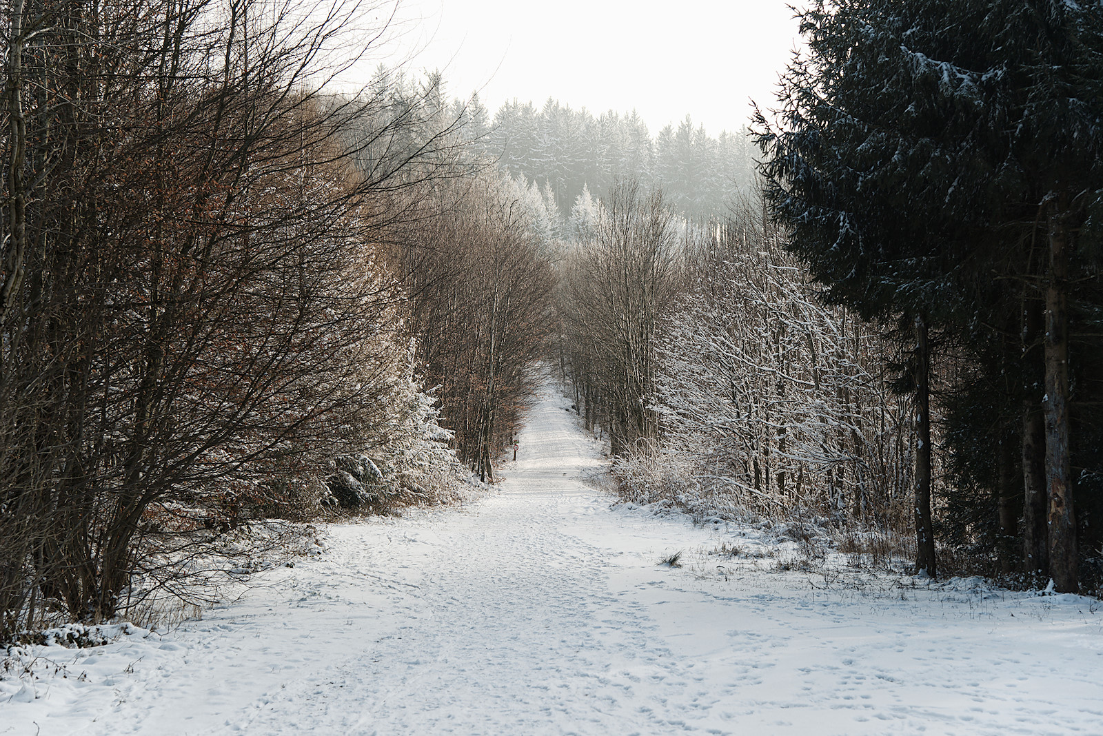 schnurgerader Weg über den Haunsbergrücken am Panoramaweg