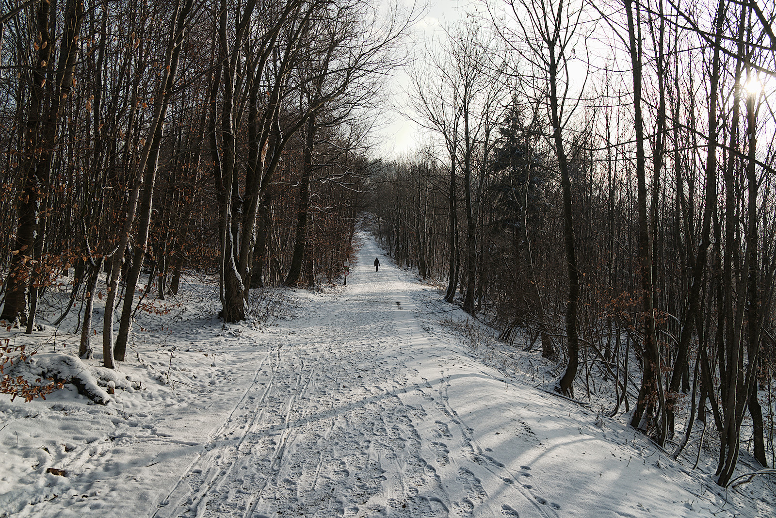 Weg über den Haunsbergrücken im Winter