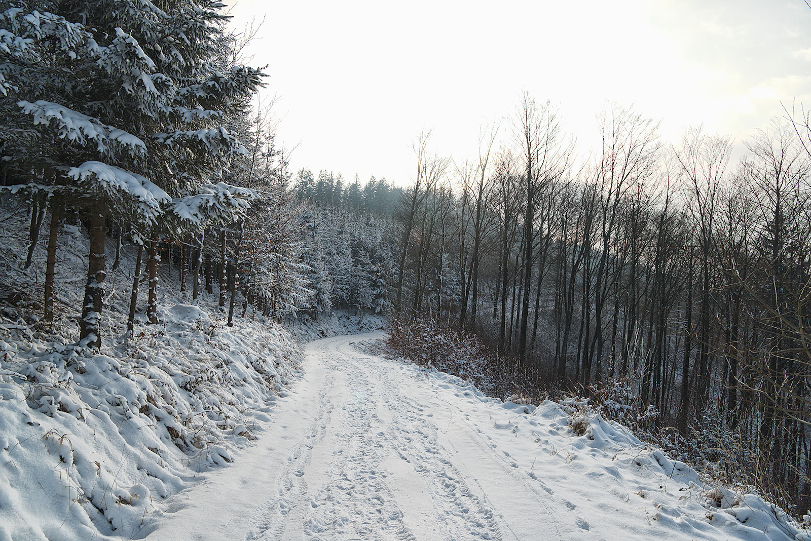 Blick auf den Haunsberggipfel vom Panoramaweg aus