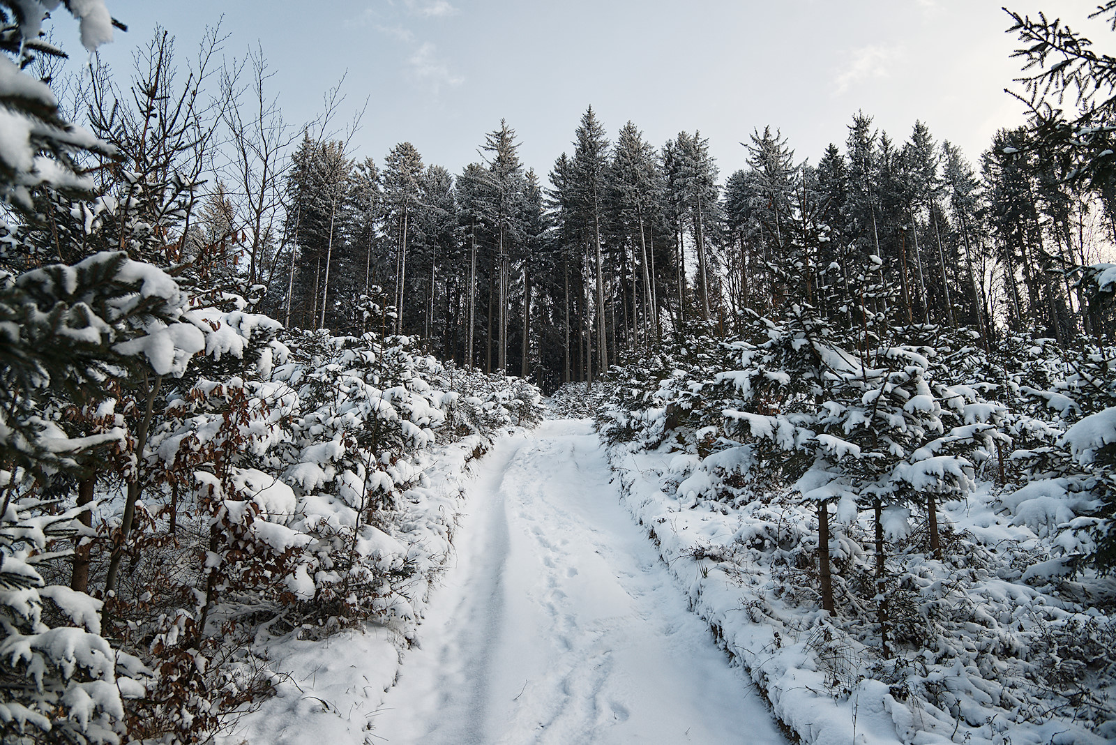 Stichweg zum Haunsberggipfel im Winter
