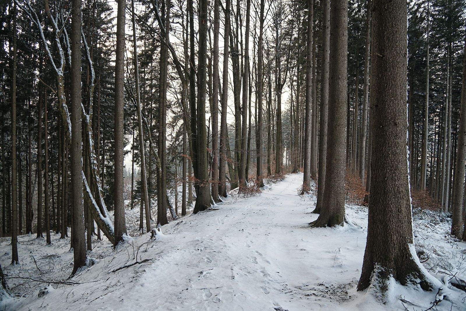 Weg über den prähistorischen Wall am Haunsberg im Winter
