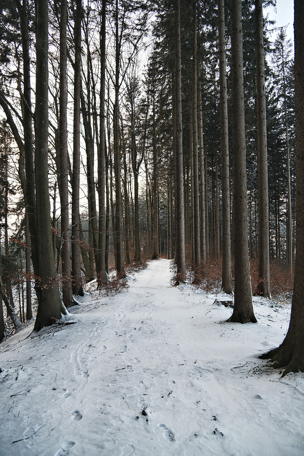 auf der prähistorischen Wallanlage am Haunsberg