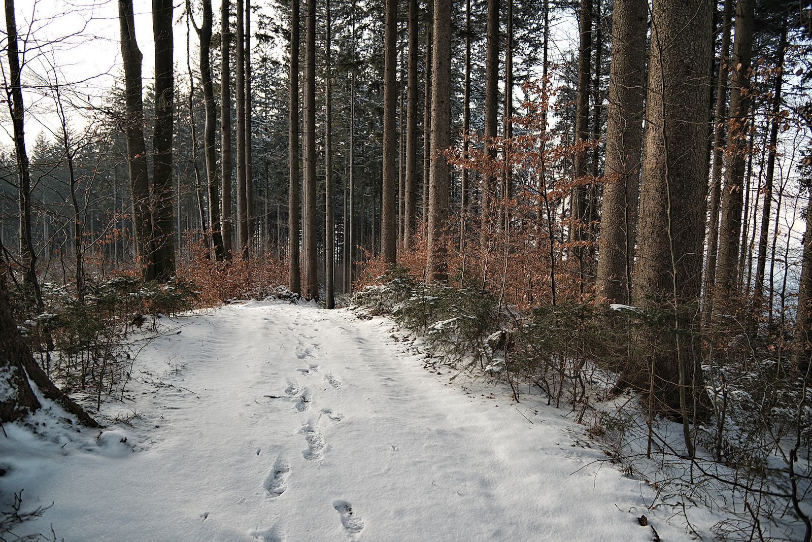 Weg vom Gipfel hinunter zum Haunsberg Panoramaweg im Winter