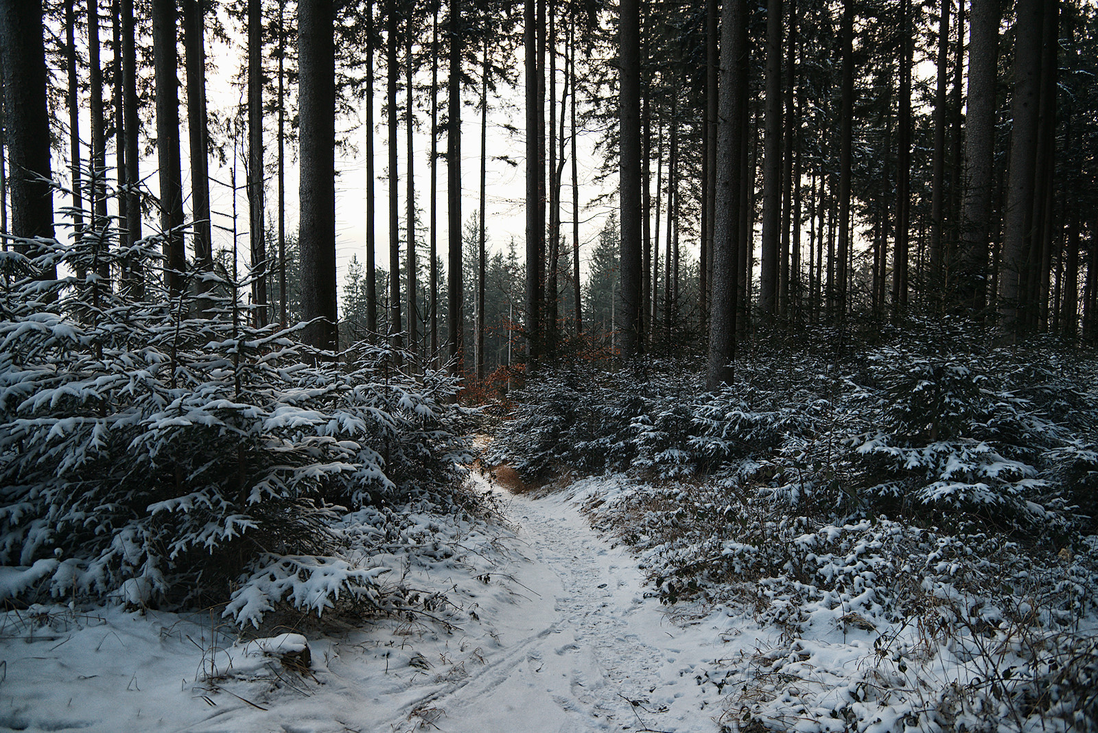 idyllischer Waldweg im Winter am Haunsberg