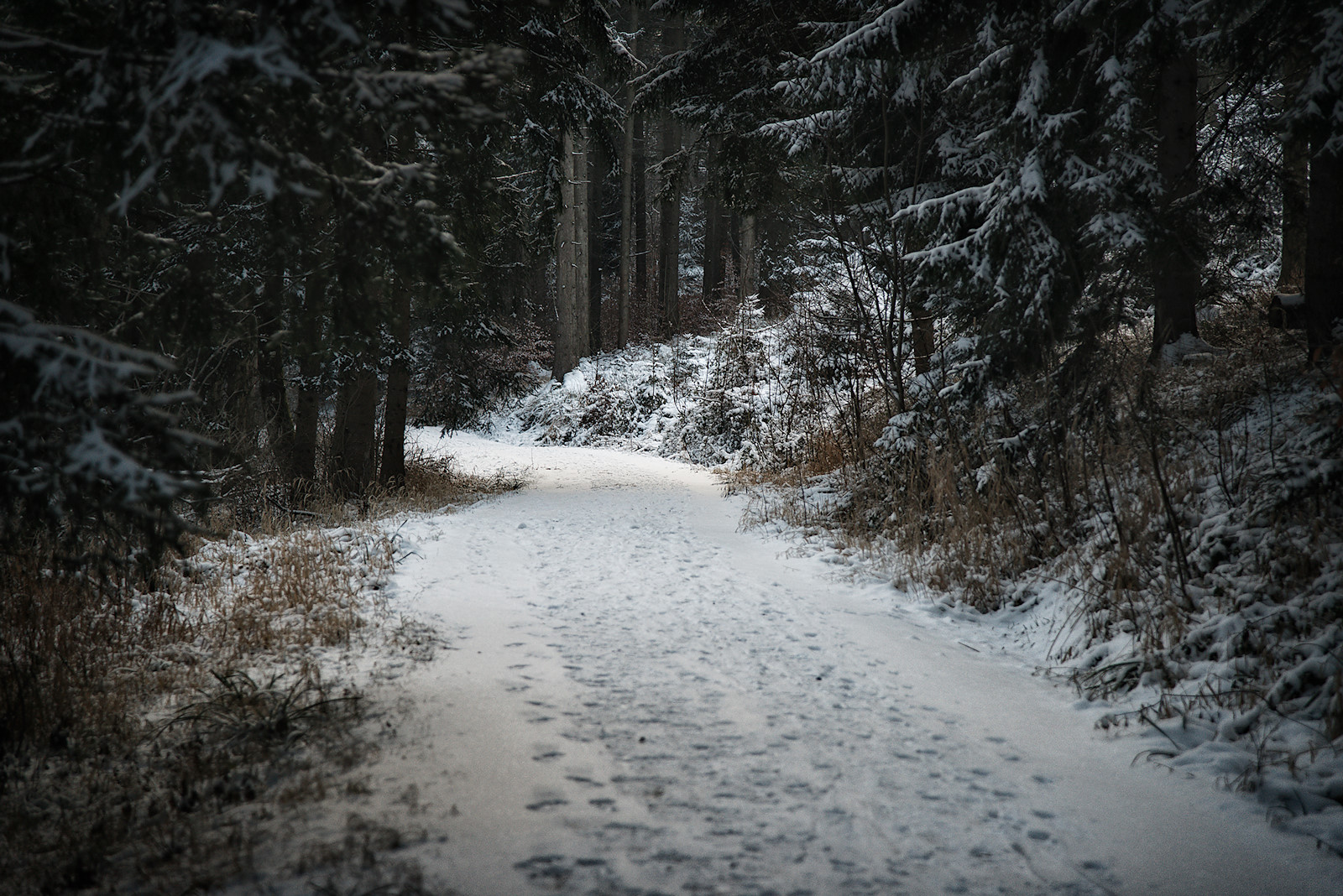 schneebedeckter Forstweg durch dunklen Wald am Haunsberg