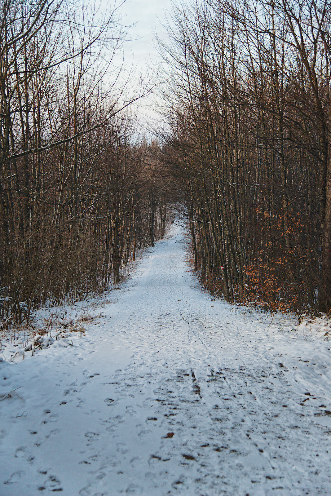 Weg zur VEGA-Sternwarte am winterlichen Haunsberg