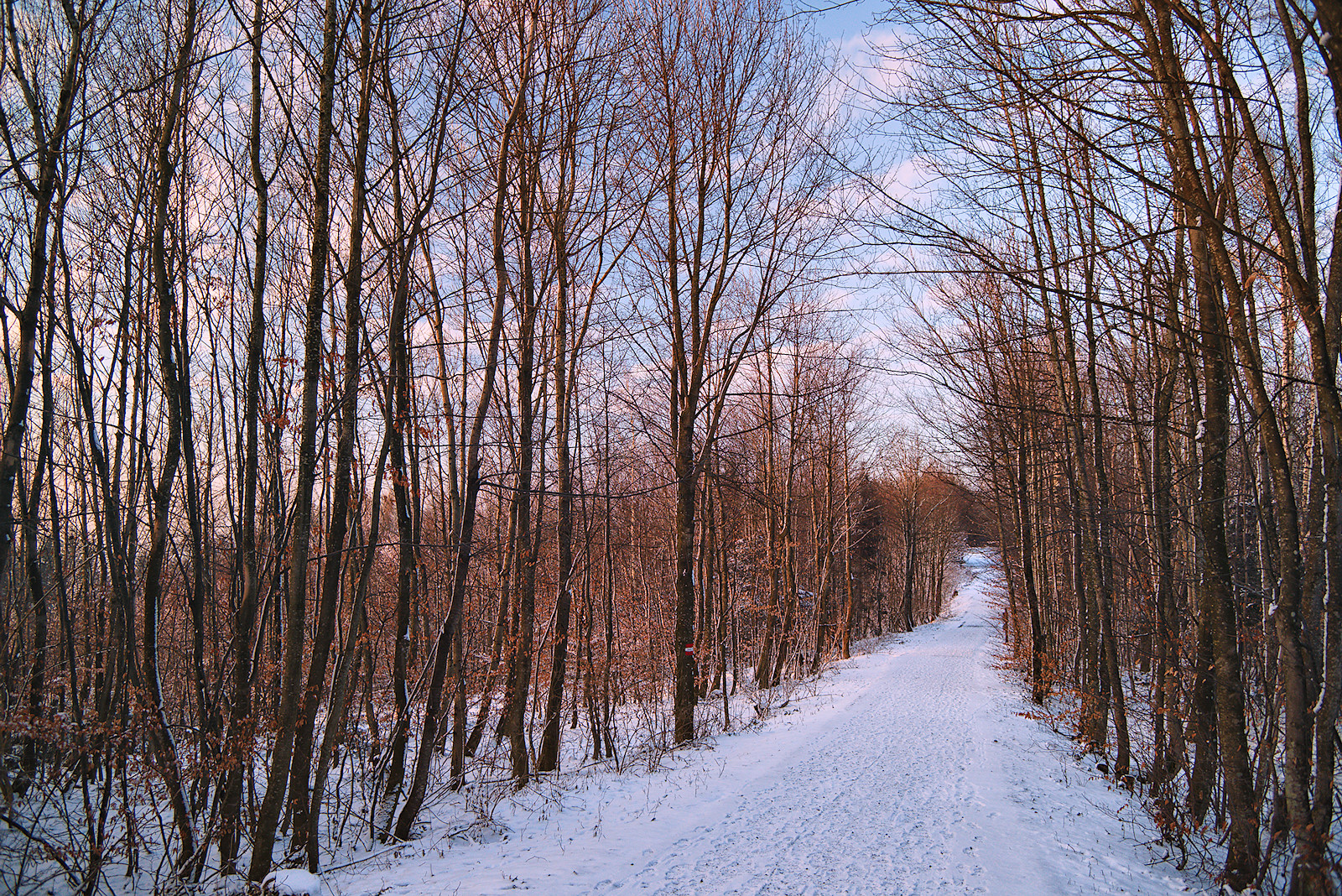 Jungwald leuchtet im Abendrot am winterlichen Haunsberg