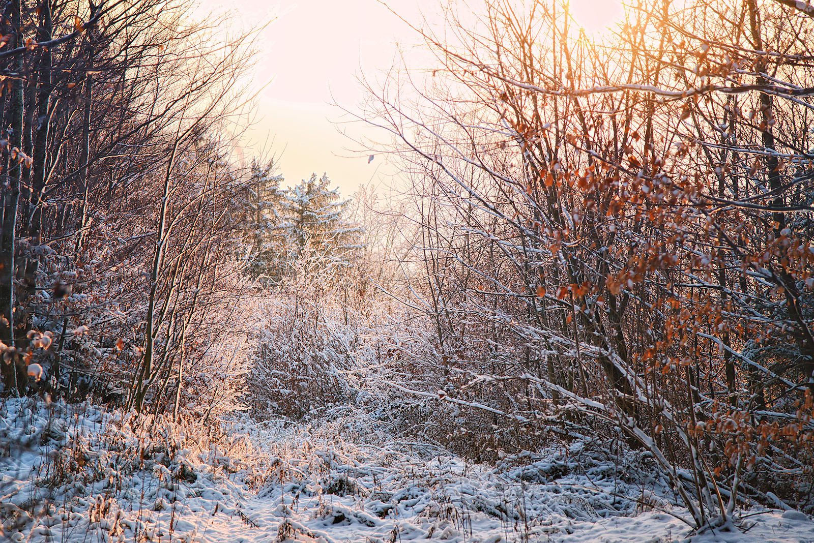 Sonnenuntergang am winterlichen Haunsberg
