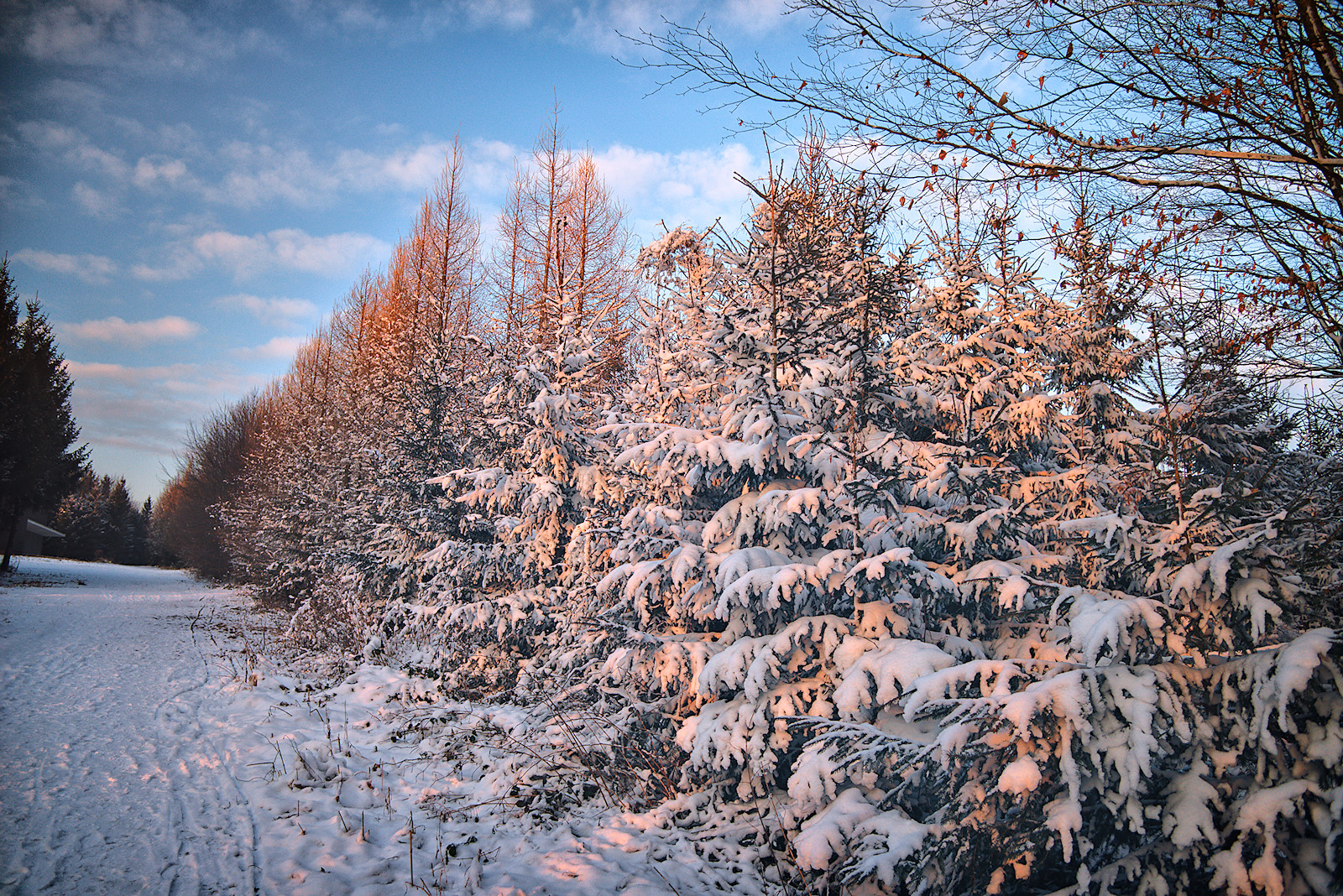 schneebedeckte Fichten leuchten im Abendrot am Haunsberg