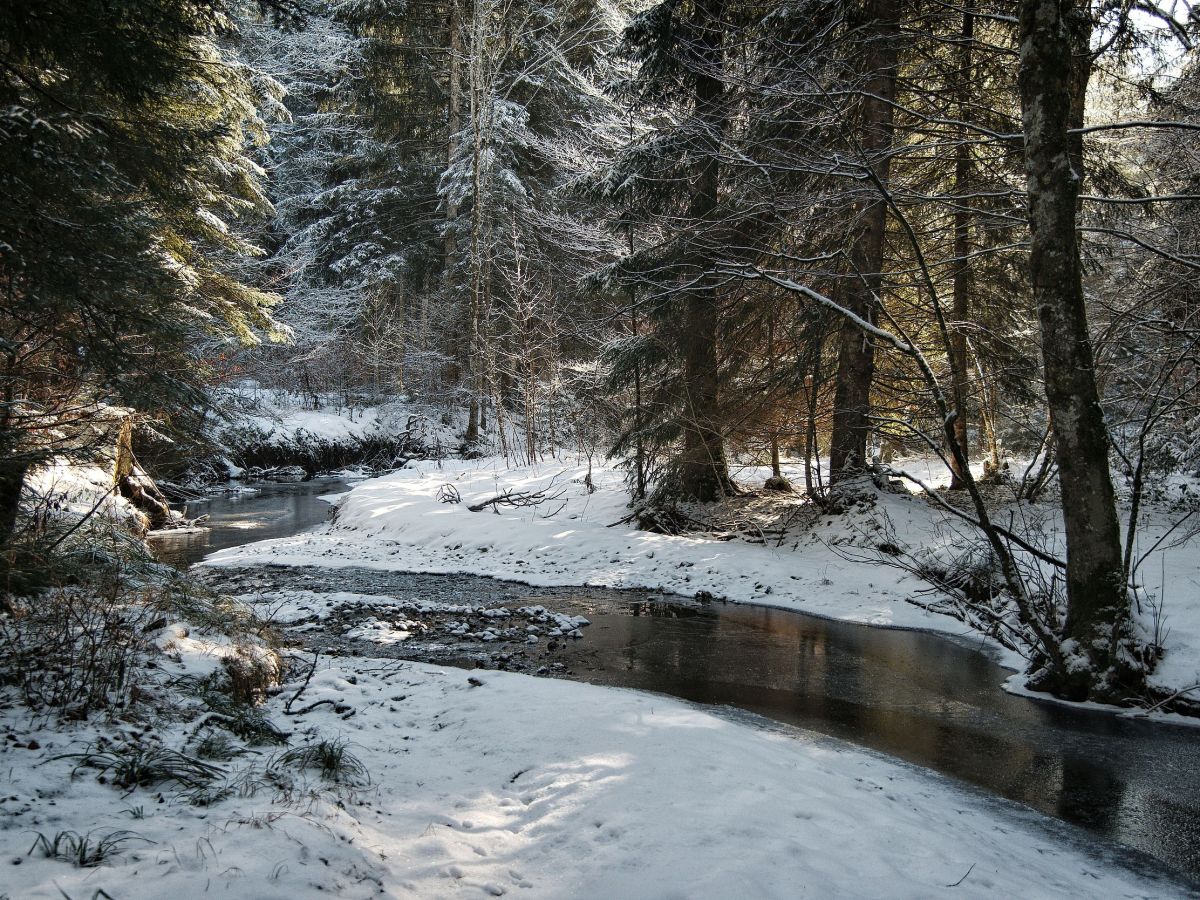 Winterwunderland am Thalgauberg – Erlebe die Natur im Salzburger Flachgau