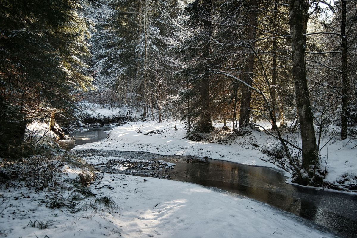 Winterwunderland am Thalgauberg – Erlebe die Natur im Salzburger Flachgau