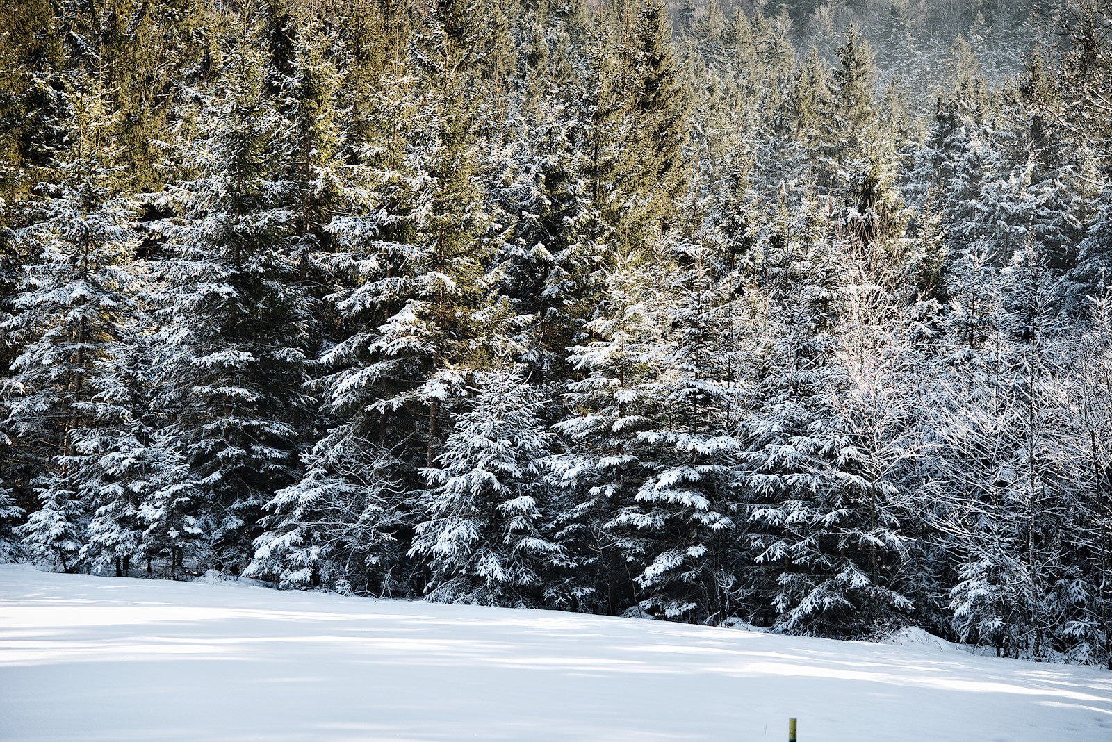 verschneite Nadelbäume am Thalgauberg